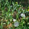 Senecio vulgaris